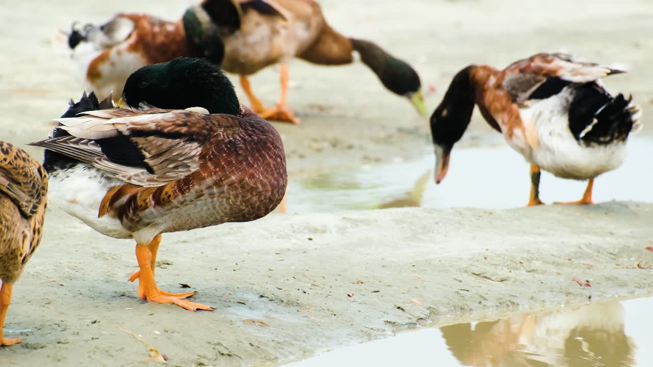 Uno stormo di anatre germano reale, presente in India e Bangladesh, che si liscia le piume di giorno sulla riva di un fiume.