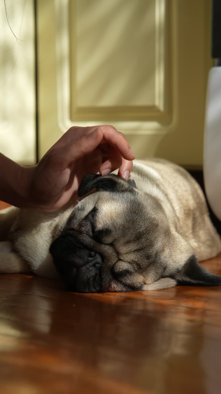 바닥에서 잠자는 파그를 만지는 사람