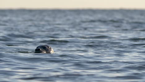 Schöne-Nahaufnahme-Einer-Wilden-Kegelrobbe,-Die-Im-Offenen-Wasser-Schwimmt