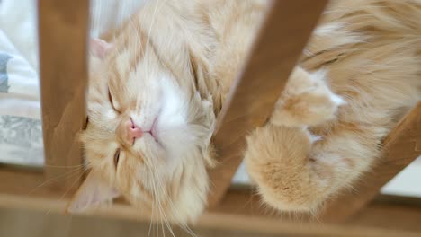 cute ginger cat lying in child bed. fluffy pet poked its head between rails of crib. cozy morning at home