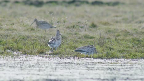 A-few-curlew-birds-resting-near-water-puddle-flooded-wetland-during-migration