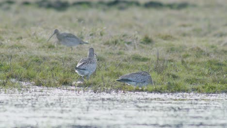 unas pocas aves rizadas descansando cerca de un charco de agua inundado de humedales durante la migración