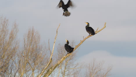 carbo phalacrocorax