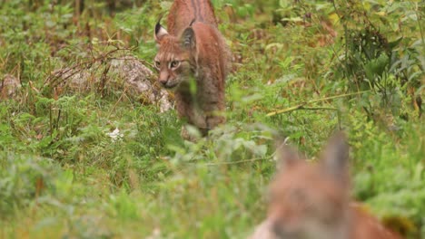 the eurasian lynx (lynx lynx) in the forest.