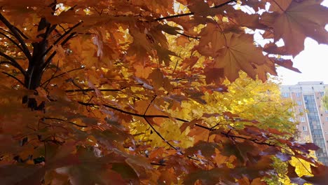 foto fija de hojas naranjas y amarillas en un árbol durante el otoño