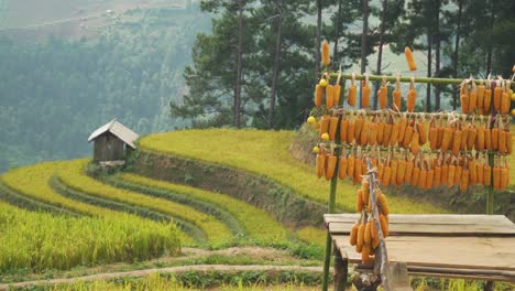 a serene countryside view of terraced rice fields with a rustic wooden rack holding orange corn cobs, showing traditional rural agricultural practices and showcasing natural beauty in north vietnam.