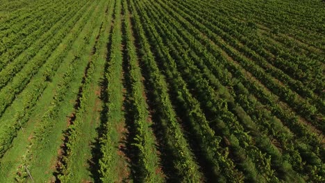 toma aérea de hileras de vides de uva en una gran granja