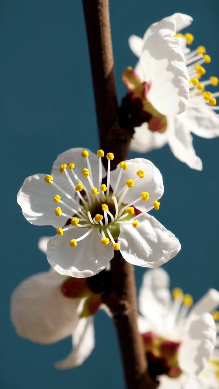 Close-up of a White Blossom