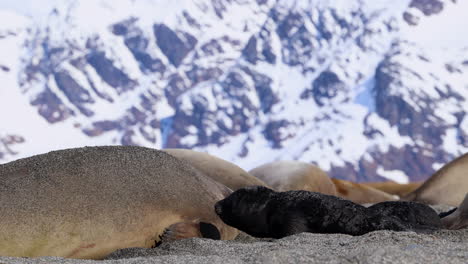 cachorro de elefante marino recibe arena arrojada por su madre y se estremece