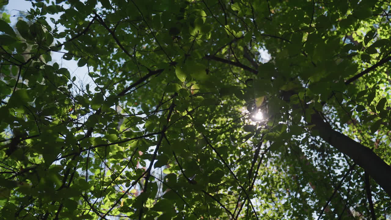Sunlight filtering through green forest leaves creating gentle shadows and sparkling highlights on branches, capturing peaceful beauty of summer woodland atmosphere