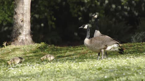 Familia-De-Ganso-De-Canadá-Alimentando-Hierba-En-Stanley-Park