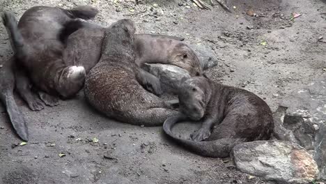 giant river otters play on the ground