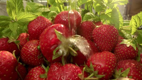 fresh water pouring on ripe strawberries with mint