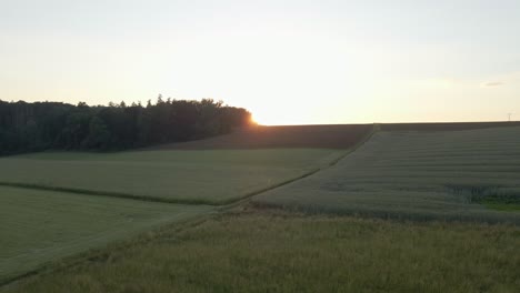 Fast-low-flying-drone-footage-over-meadows-towards-a-large-forest-at-sunset-with-beautiful-sun-flares-in-the-image