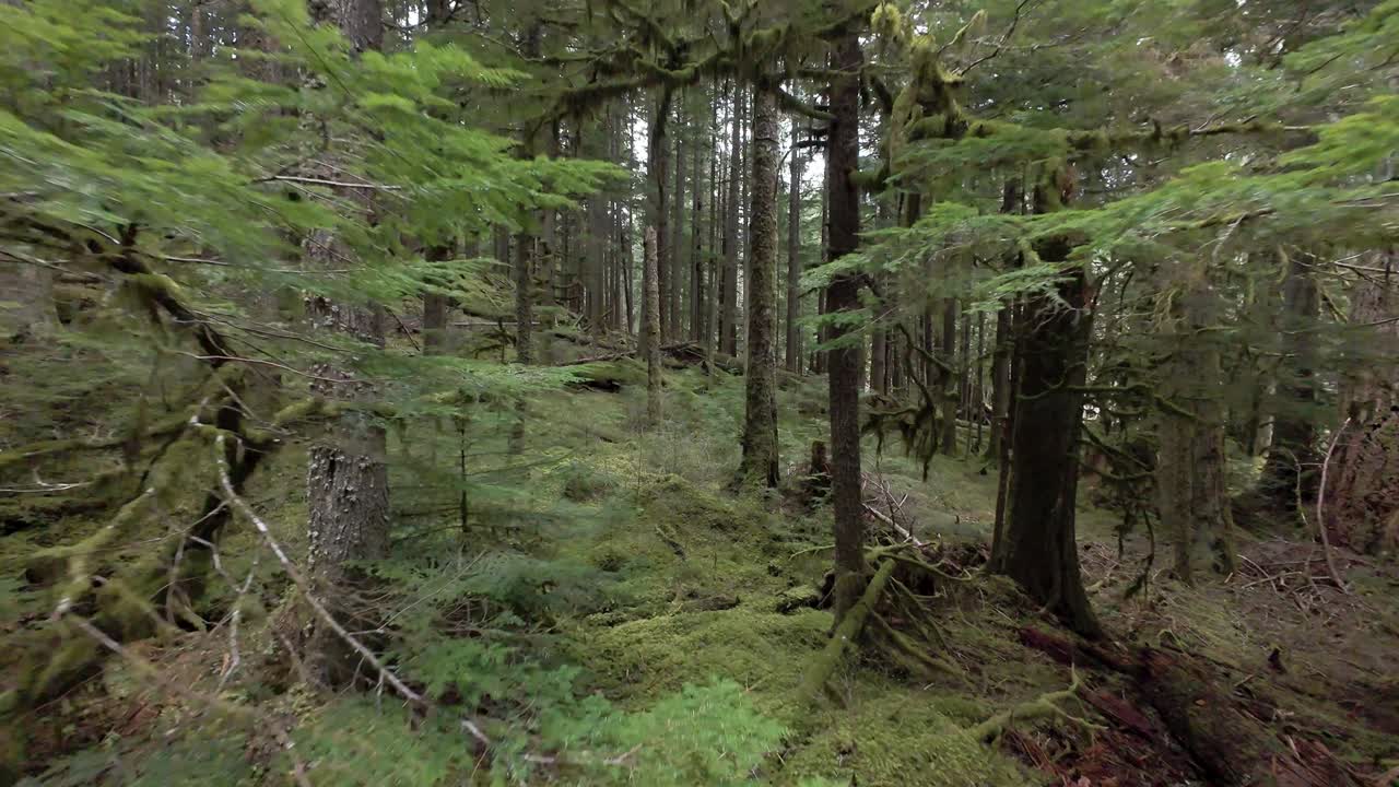 Sorvolo di foresta antica nella Columbia Britannica meridionale in Canada.