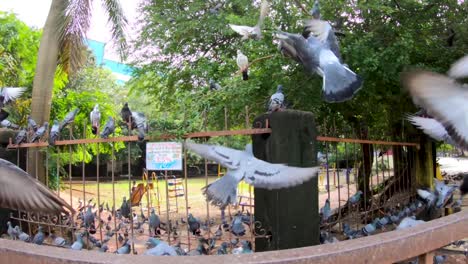 flock of rock dove flying and sitting on the metal railings near the public play ground in mumbai, india