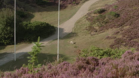 super wide shot of a lonely sheep surounded by a stunning heath land in beautiful national park in denmark, rebild bakker, summer sunset atmosphere