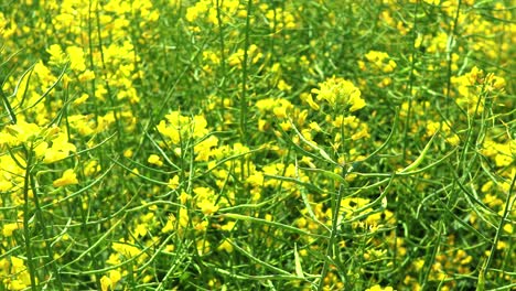 rapeseed bush in spring bloom, brassicaceae mustard oilseed rape close up