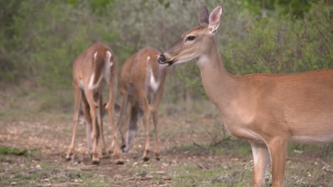 Whitetail-Hace-En-Texas-Whitetail-Hace-En-Texas