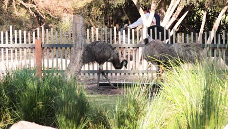 ostrich walking in a zoo enclosure