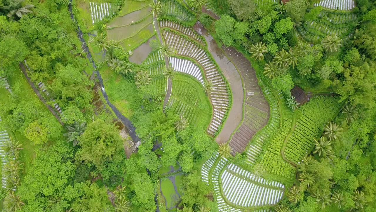 vista aérea del hermoso patrón de plantación de vegetales