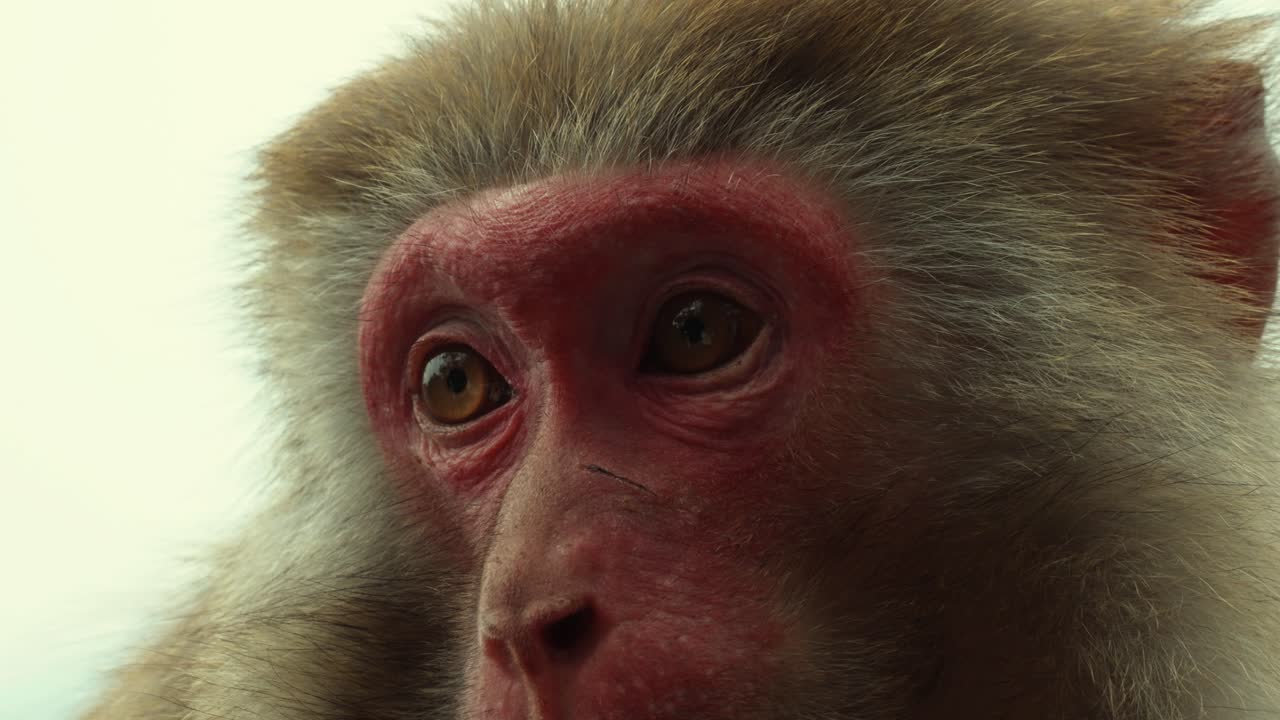 Wildlife Portrait: Primate Gaze Against Bright Sky, Close Detail
