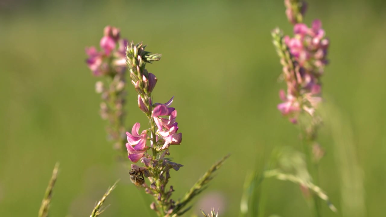 Primo piano di un'ape che raccoglie nettare da fiori selvatici rosa in un campo estivo soleggiato.