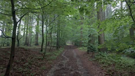 woodland foliage, rural deserted track route, dirt earth covered ground