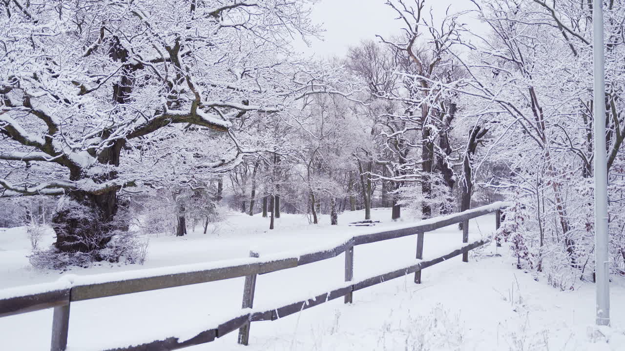Inquadratura statica di una foresta innevata con una vecchia recinzione