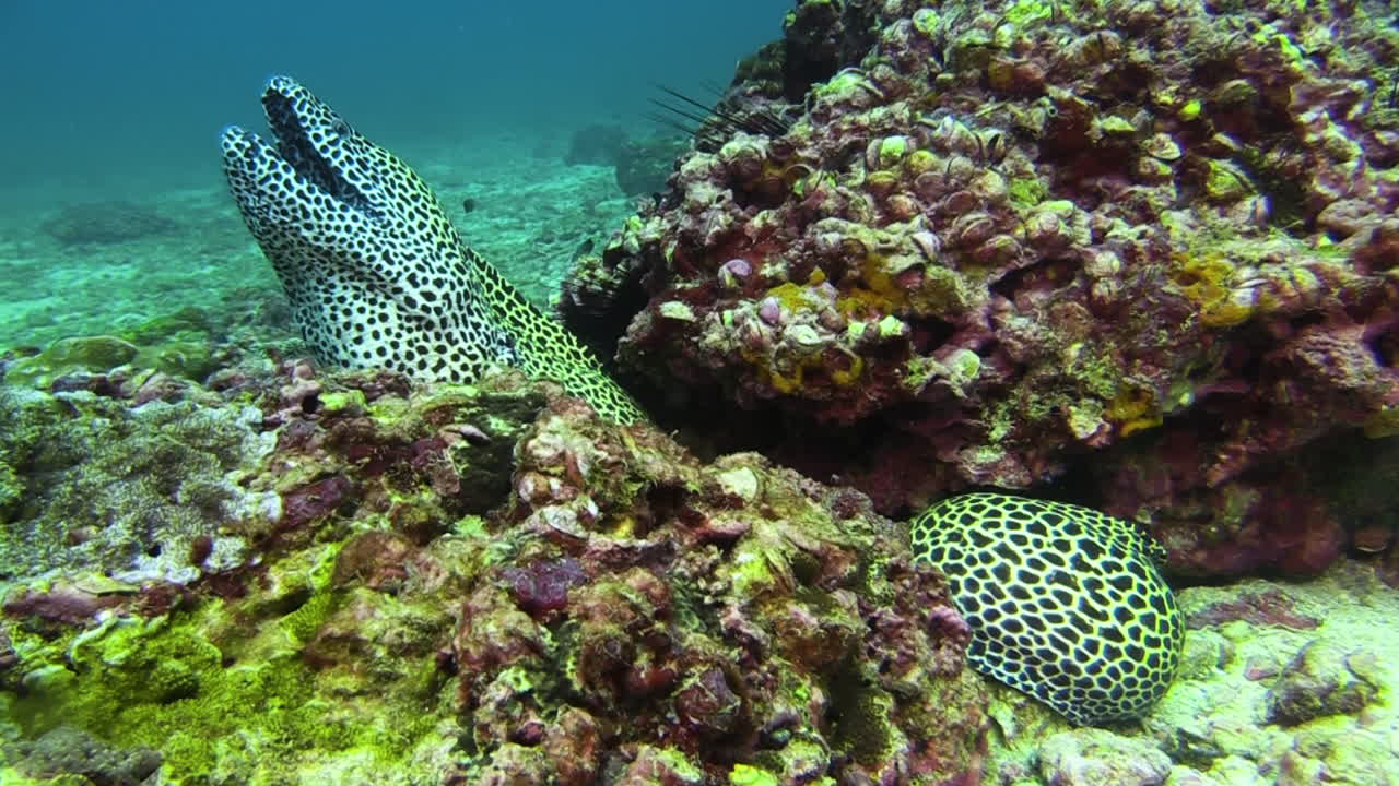 gran anguila morena de manchas negras escondida en un bloque de coral