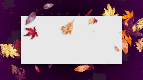 purple abstract background with autumn yellow leaves swirling in the wind. animated drawn leaves. white rectangular frame for text. copy space. looped motion graphics.