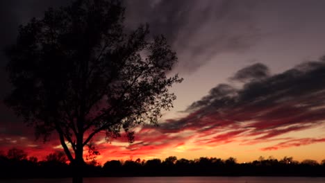 sun sets behind a tree on the bay