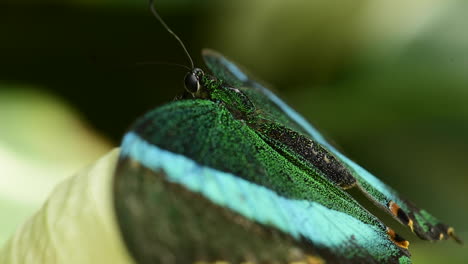 hermoso primer plano de una mariposa cola de golondrina esmeralda