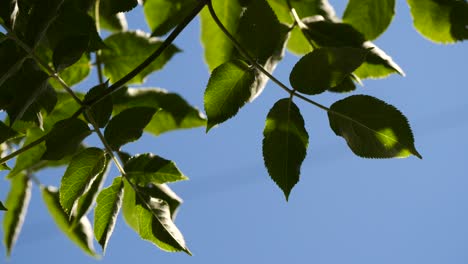 leaves with sky as background at the wind