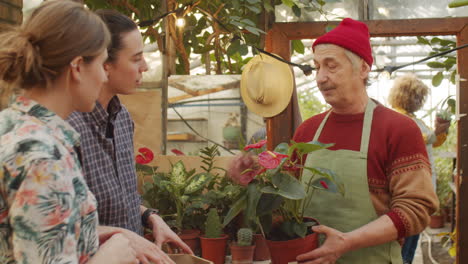 senior man selling plants in flower store