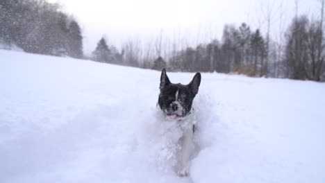 cachorro bulldog francés corriendo en la nieve cachorro corriendo en la nieve