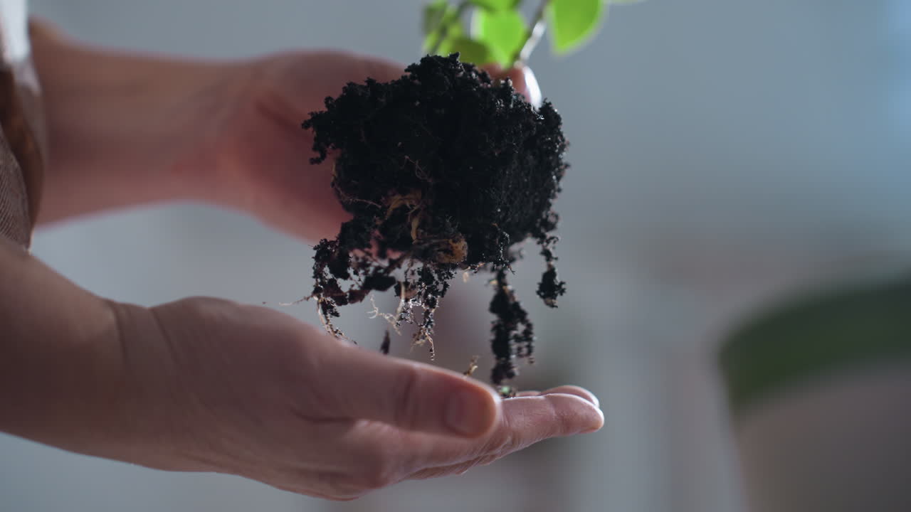 Urban gardener supports delicate plant root tip on palms while rotating plant to examine moisture and texture against soft indoor backdrop, showcasing nurturing ritual with focus on botanical detail