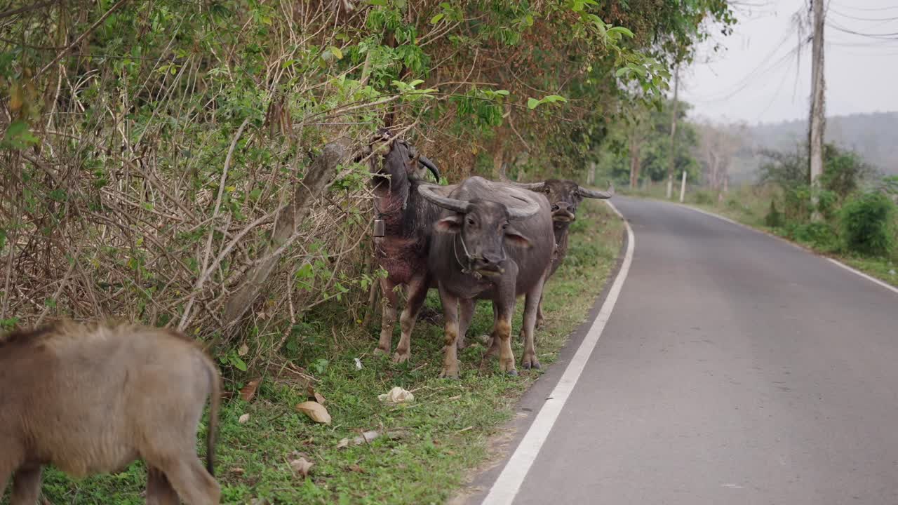 Water Buffalo Grazing by the Roadside