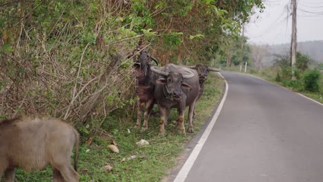 water buffalo grazing by the roadside