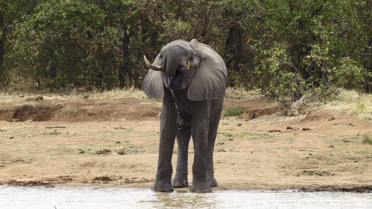 elefante africano bebiendo, agua goteando de la boca y el tronco, cámara lenta