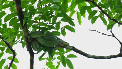 alejarse de este corredor de cola roja gonyosoma oxycephalum descansando en una rama en un parque nacional en tailandia