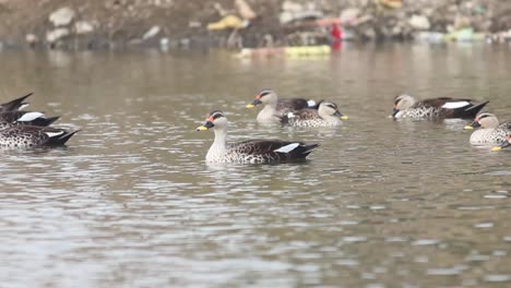 Beautiful-adorable-spot-billed-Ducks-group-in-water-I-Spot-billed-ducks-stock-video