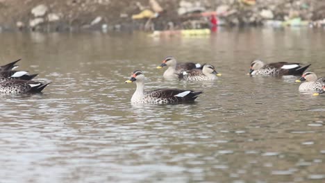 Hermoso-Y-Adorable-Grupo-De-Patos-Facturados-En-El-Agua-Veo-Patos-Facturados-Almacen-De-Video