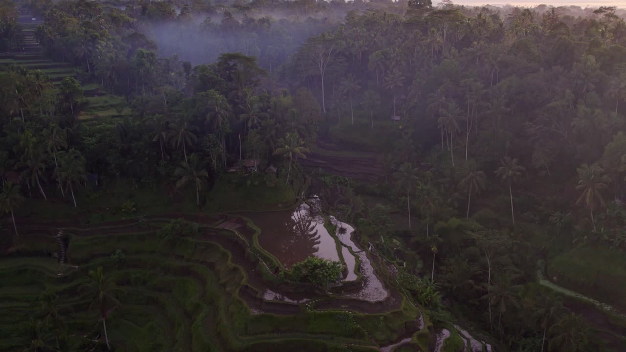 terraza de arroz tegallalang en ubud con el volcán agung en la parte de atrás durante el amanecer, aérea
