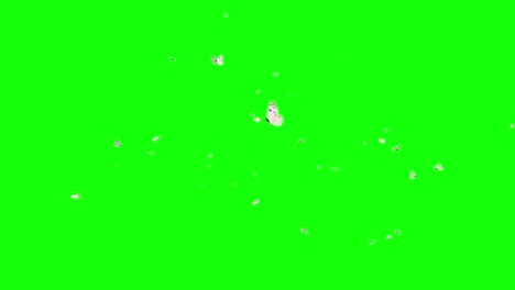 isolated butterflies flying