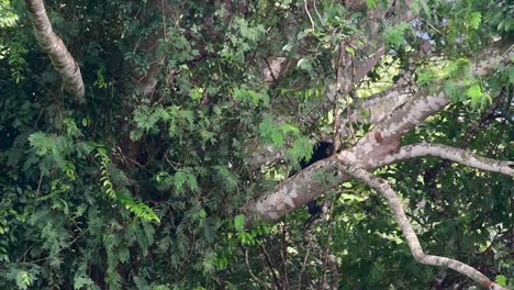 Asian-Black-Bear-Climbing-down-a-Fruiting-Tree,-Ursus-thibetanus,-is-also-called-the-Asiatic-Black-Bear