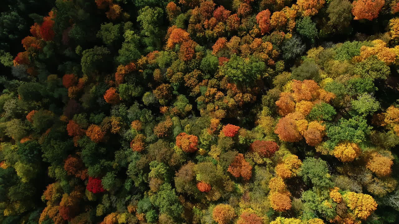 árboles frondosos a vista de pájaro