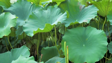 lotus plants during rainy day at west lake, xi hu