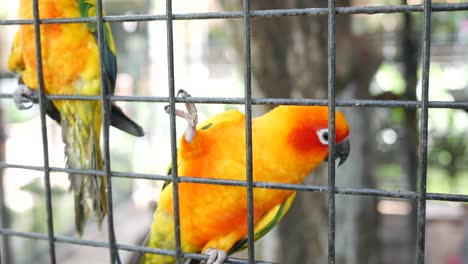 sun cornure parrots yellow and green parrots are raise