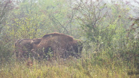 Großer-Europäischer-Bison-Bonasus-Bulle-Weidet-In-Einem-Dickicht,-Neblig,-Tschechien